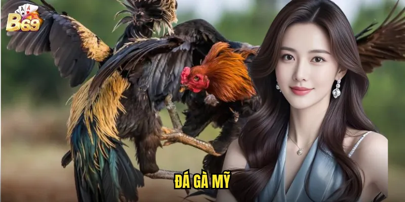 Đá Gà Mỹ B69 - Cá Cược Quốc Tế Chất Lượng Cao 1 Đá Gà Mỹ