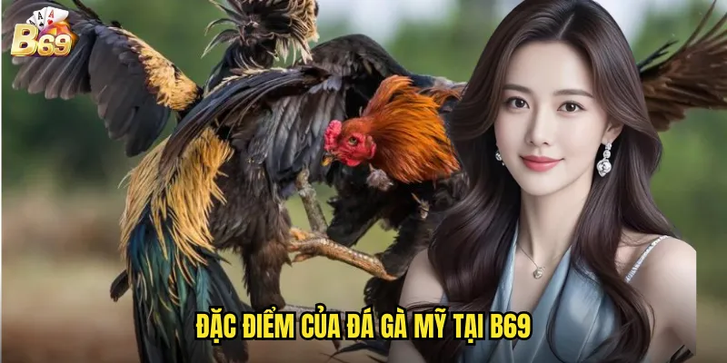 Đá Gà Mỹ B69 - Cá Cược Quốc Tế Chất Lượng Cao 2 Đặc Điểm Của Đá Gà Mỹ Tại B69