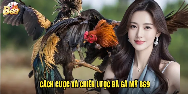 Đá Gà Mỹ B69 - Cá Cược Quốc Tế Chất Lượng Cao 3 Cách Cược Và Chiến Lược Đá Gà Mỹ B69