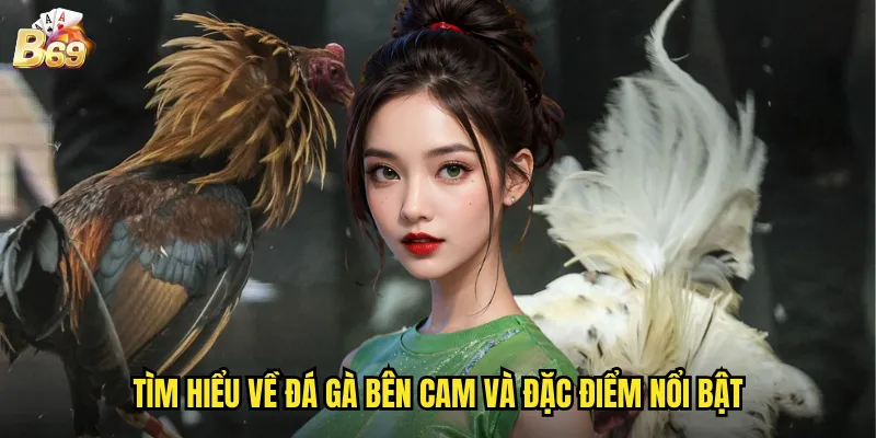 Đá Gà Bên Cam Trực Tiếp B69 - Trải Nghiệm Sân Chơi Campuchia Chất Lượng Cao 2 Tìm hiểu về đá gà bên Cam và đặc điểm nổi bật