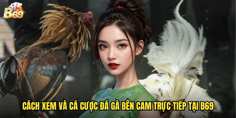 Đá Gà Bên Cam Trực Tiếp B69 - Trải Nghiệm Sân Chơi Campuchia Chất Lượng Cao 3 Cách xem và cá cược đá gà bên Cam trực tiếp tại B69