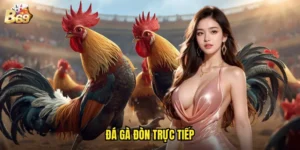 đá gà đòn trực tiếp