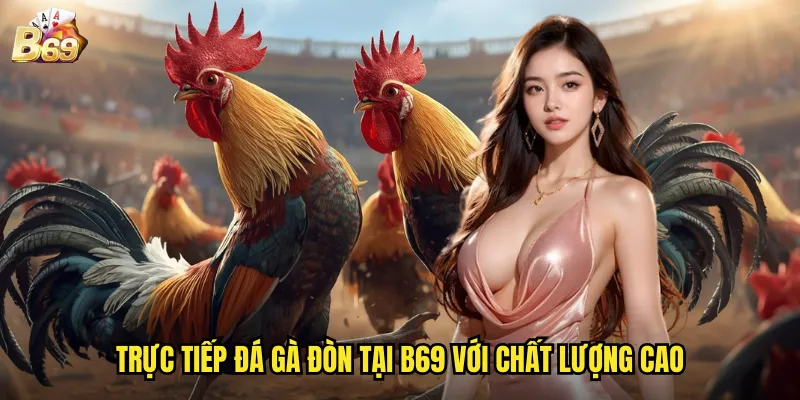 B69 Đá Gà Đòn Trực Tiếp - Cảm Giác Hồi Hộp Từng Giây Từng Phút 3 Trực tiếp đá gà đòn tại B69 với chất lượng cao