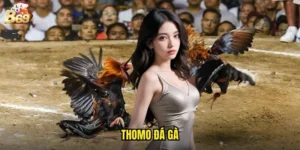thomo đá gà