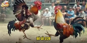 đá gà S128