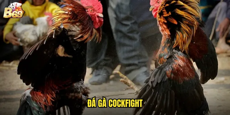Đá Gà Cockfight B69 - Sân Chơi Quốc Tế Với Trải Nghiệm Chân Thực 1 đá gà Cockfight