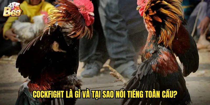 Đá Gà Cockfight B69 - Sân Chơi Quốc Tế Với Trải Nghiệm Chân Thực 2 Cockfight là gì và tại sao nổi tiếng toàn cầu?