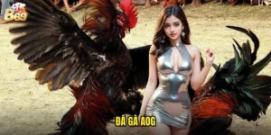 đá gà AOG